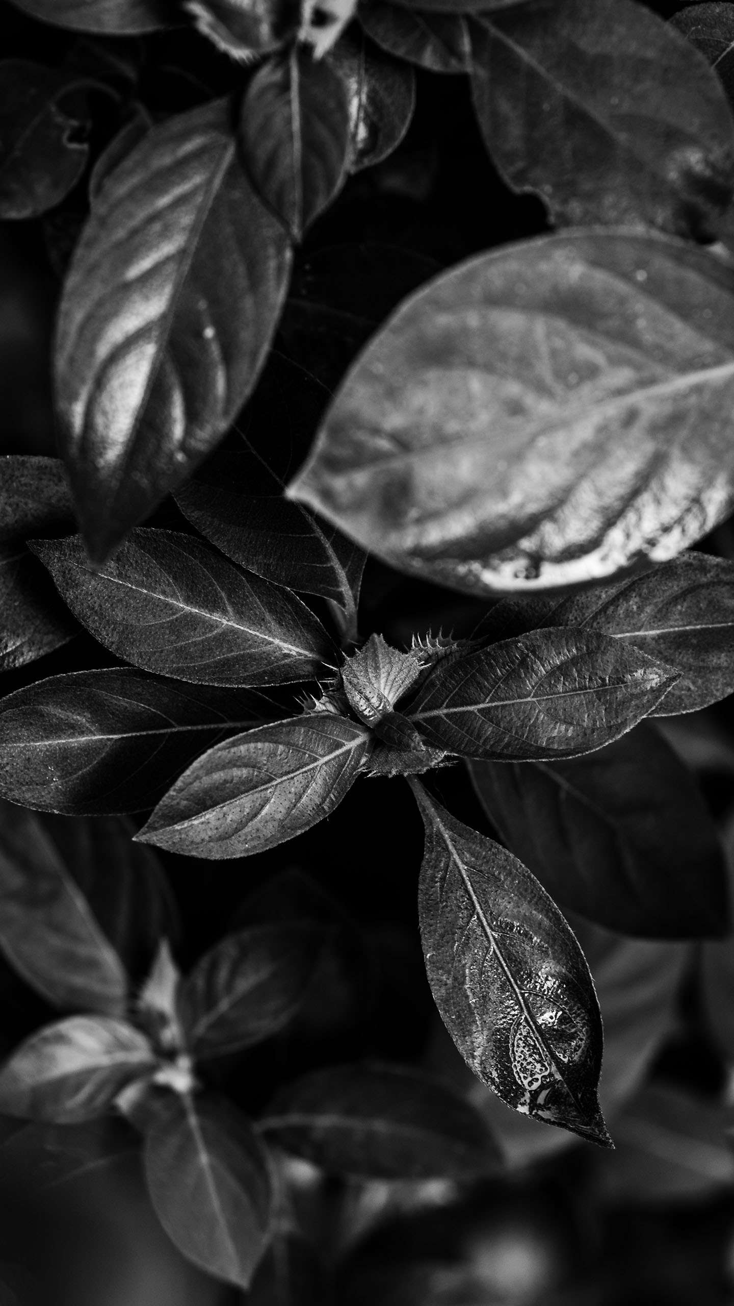 dark leaves