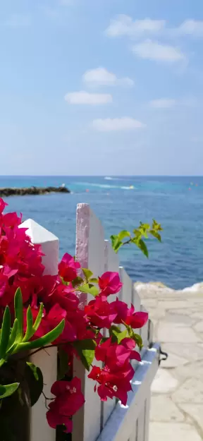 Seaside Blooms