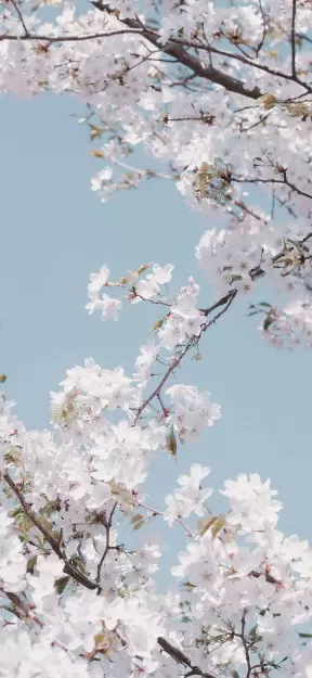 White Blossoms Against Blue Sky nature