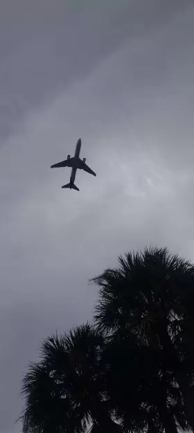 Plane Soaring Above the Palms